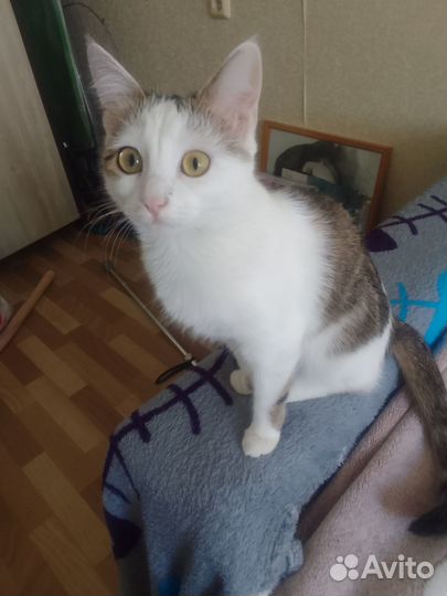 Отдам в добрые руки