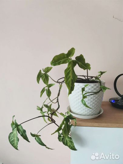 Сингониум ножколистный