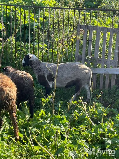 Овцы дорпер