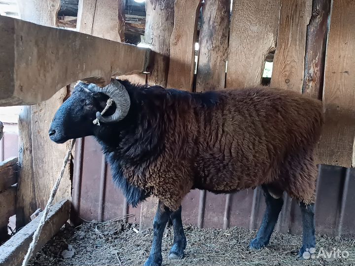 Баран и другие овцы