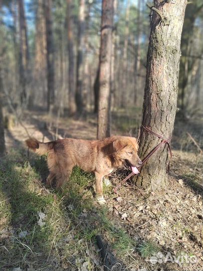 Пристраивается кобель собака