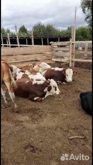 Бычки телята холмогоры сементалы