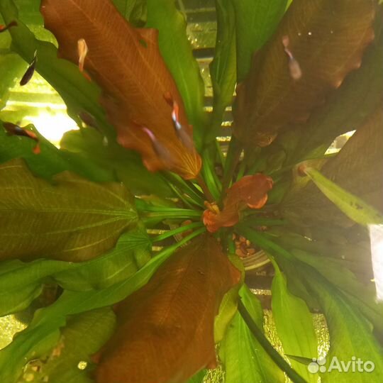 Аквариумное растение