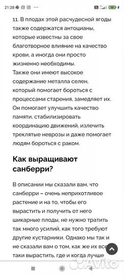 Продаю рассаду санберри- черника форте