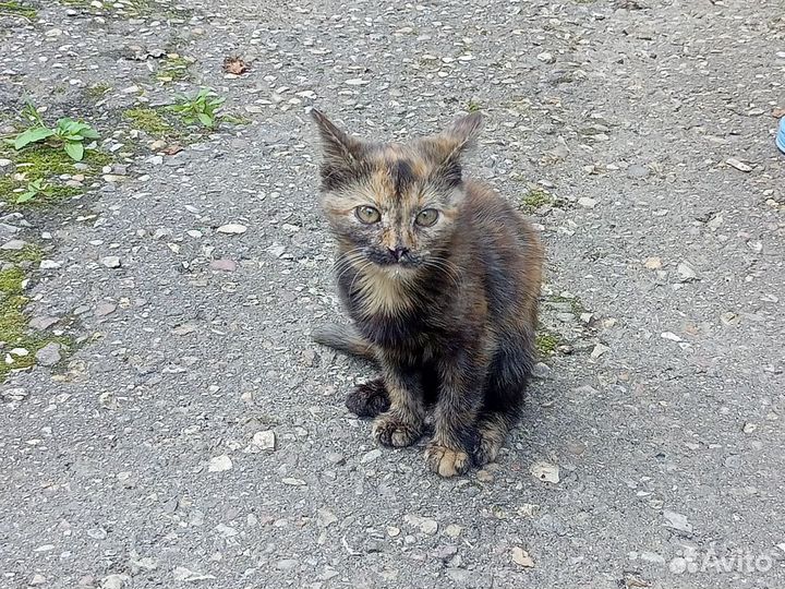 Котики в добрые руки