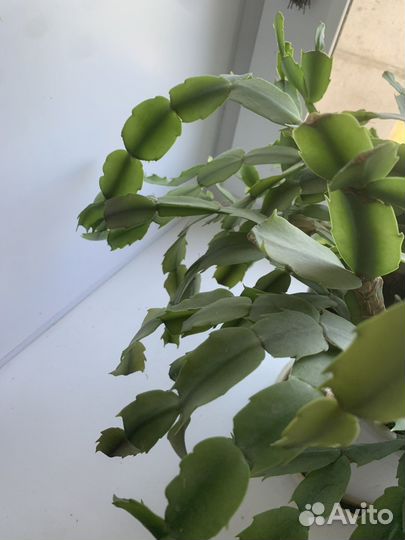 Декабрист шикарный цветом розовый