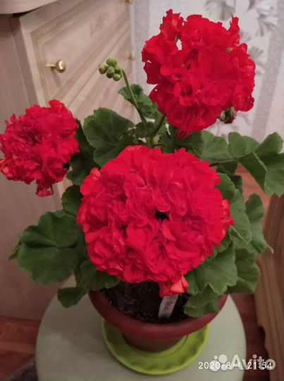 Пеларгония герань сортовая
