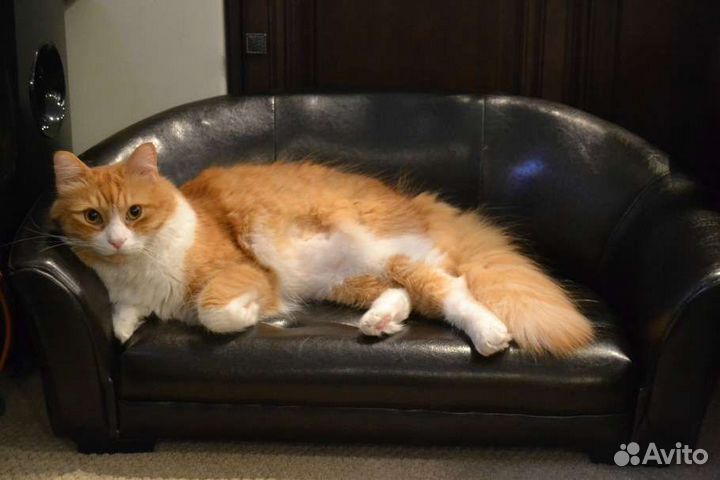 Индивидуальная передержка кошек