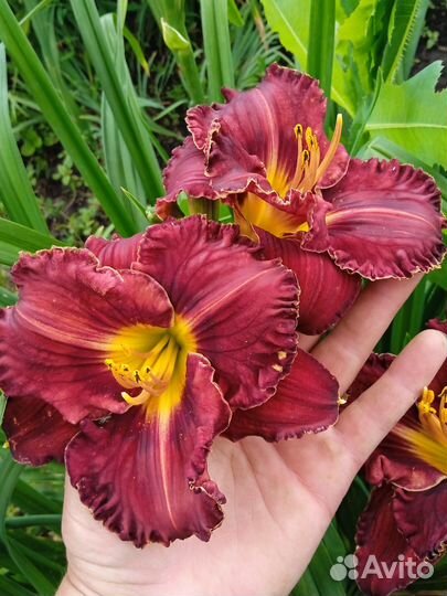 Лилейники сортовые