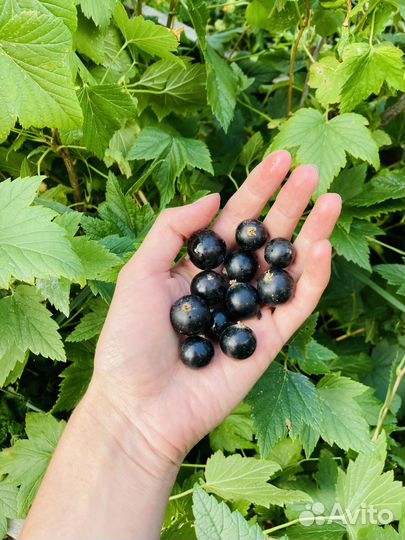 Черная смородина
