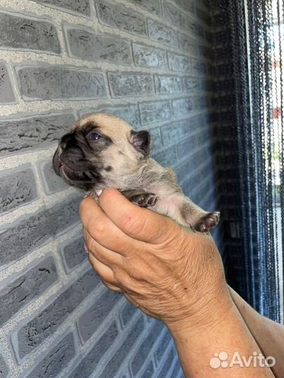 Французский бульдог щенки