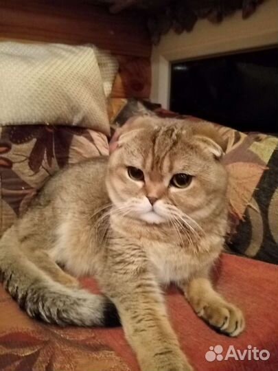 Шотландский кот вязка