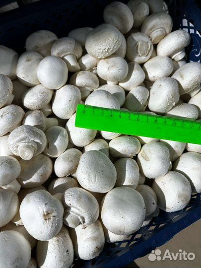 Мини грибы шампиньоны