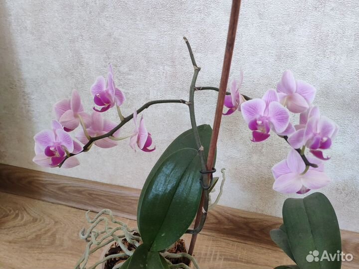 Орхидея фаленопсис