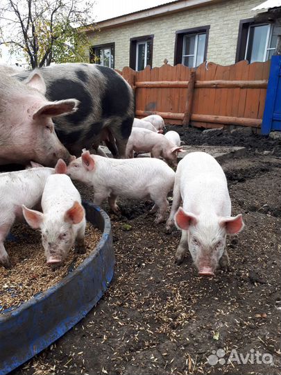 Поросята