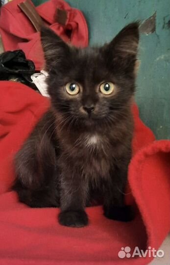 Шоколадная кошечка