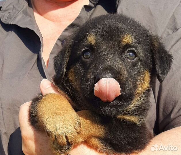 Малышок ищет дом