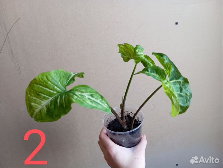 Сингониум ножколистный (подофиллум)