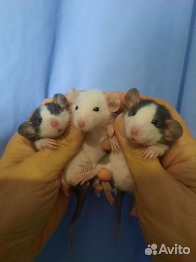 Крыса, крысята Хаски