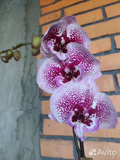 Орхидея фаленопсис биг лип