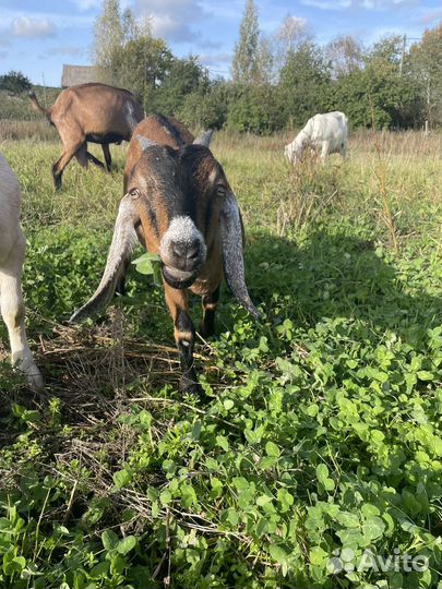Коза нубийская
