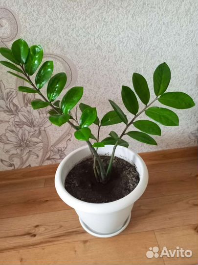 Замиокулькас