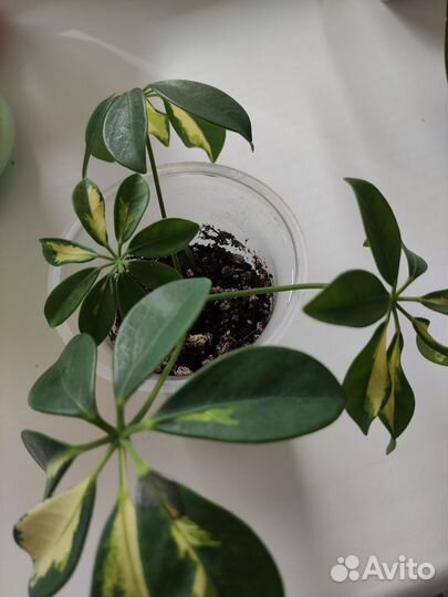 Шефлера вариегатная