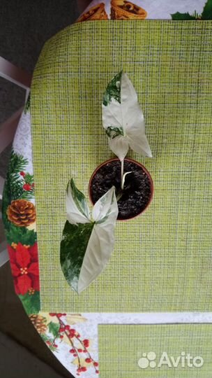 Сингониумы сортовые часть 1