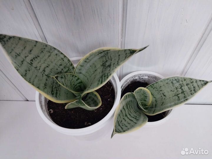 Сансевиерия сортовая