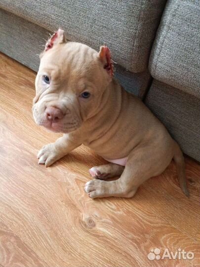 Мальчик Американский булли лиловый