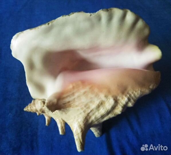 Большая морская раковина