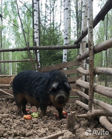 Поросята мангалицы