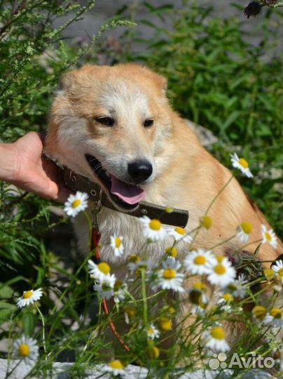 Рыжик ищет дом