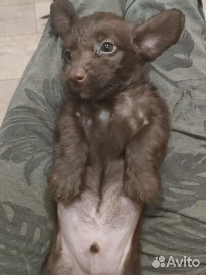 Отдам в добрые руки