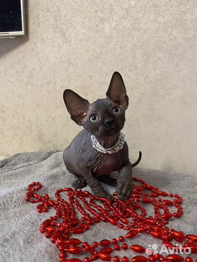 Канадский сфинкс