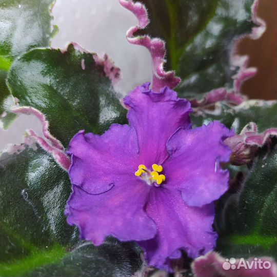 Сортовые фиалки