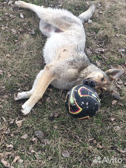 Молодой пёс