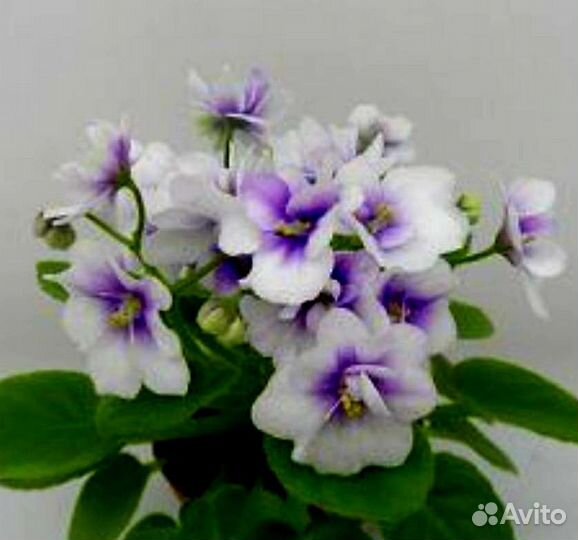 Детка мини и полумини фиалок