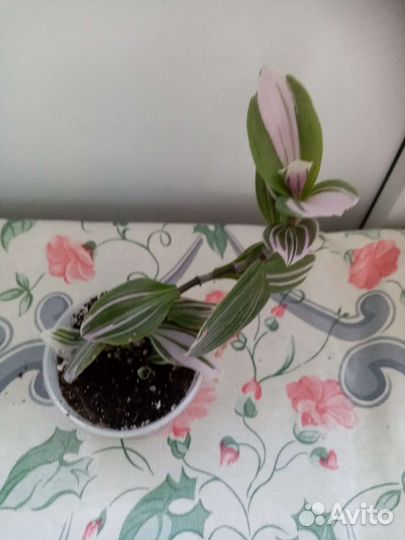 Комнатные растения