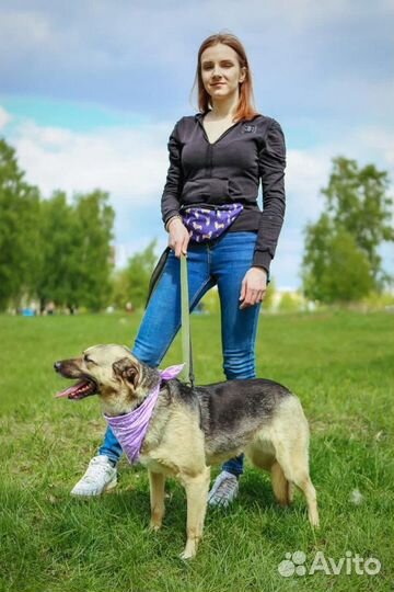 Собака ищет дом