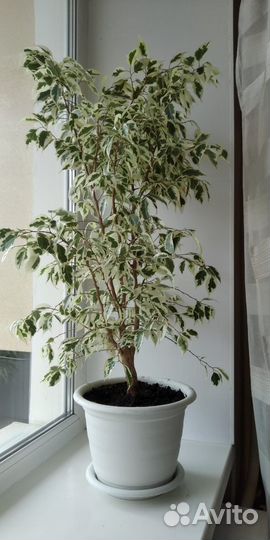 Фикус бенджамина большой