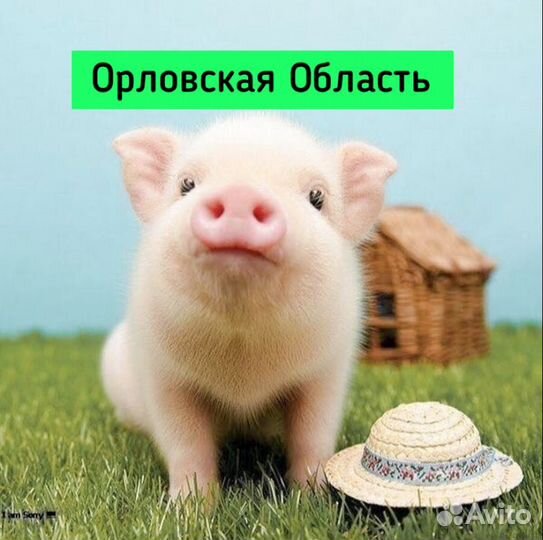 Разнорабочий на современную ферму муж\жен