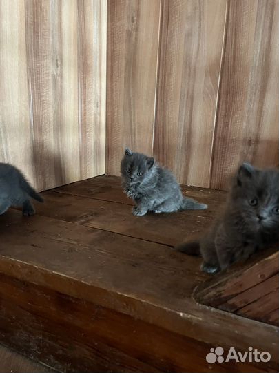 Британские котята