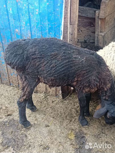 Продаю бараны