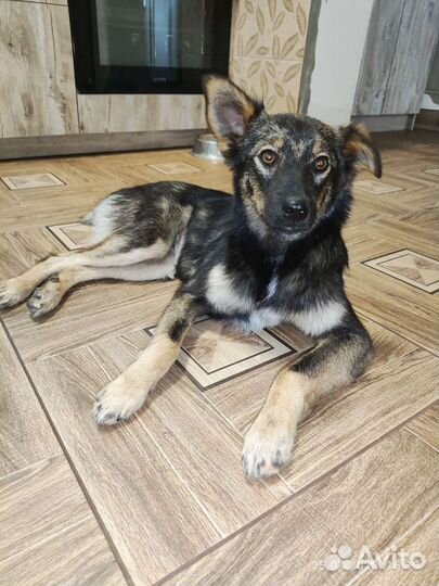 Миниатюрная собака в добрые руки