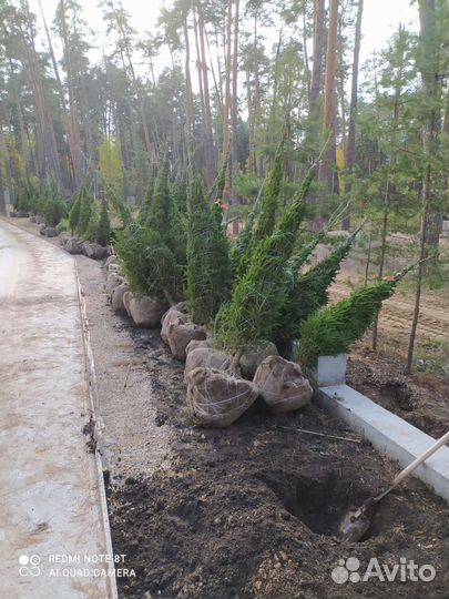 Сосна / Ель обыкновенная