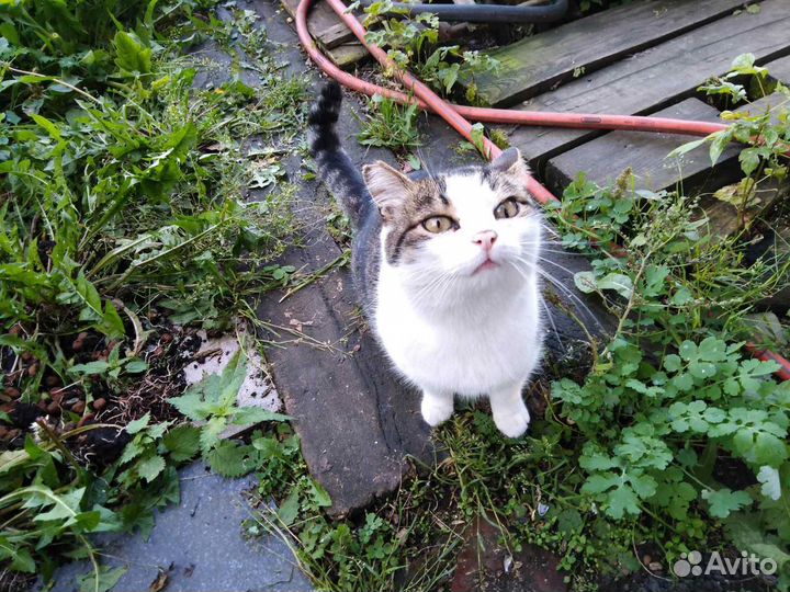 Котик в добрые руки