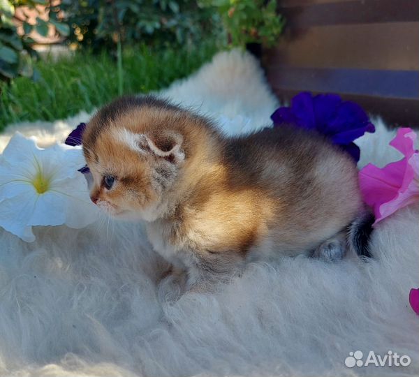 Шотландские котята