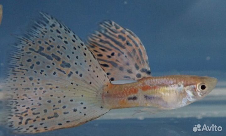 Гуппи красная трава