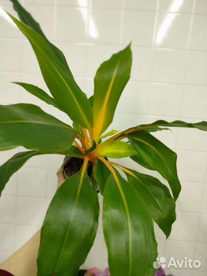 Хлорофитум грин оранж